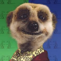 meerkat